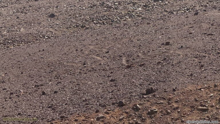 pampa colorada 037
